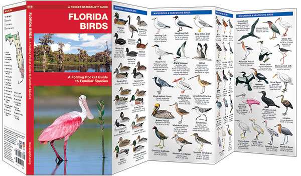Florida Birds Pocket Naturalist Guide